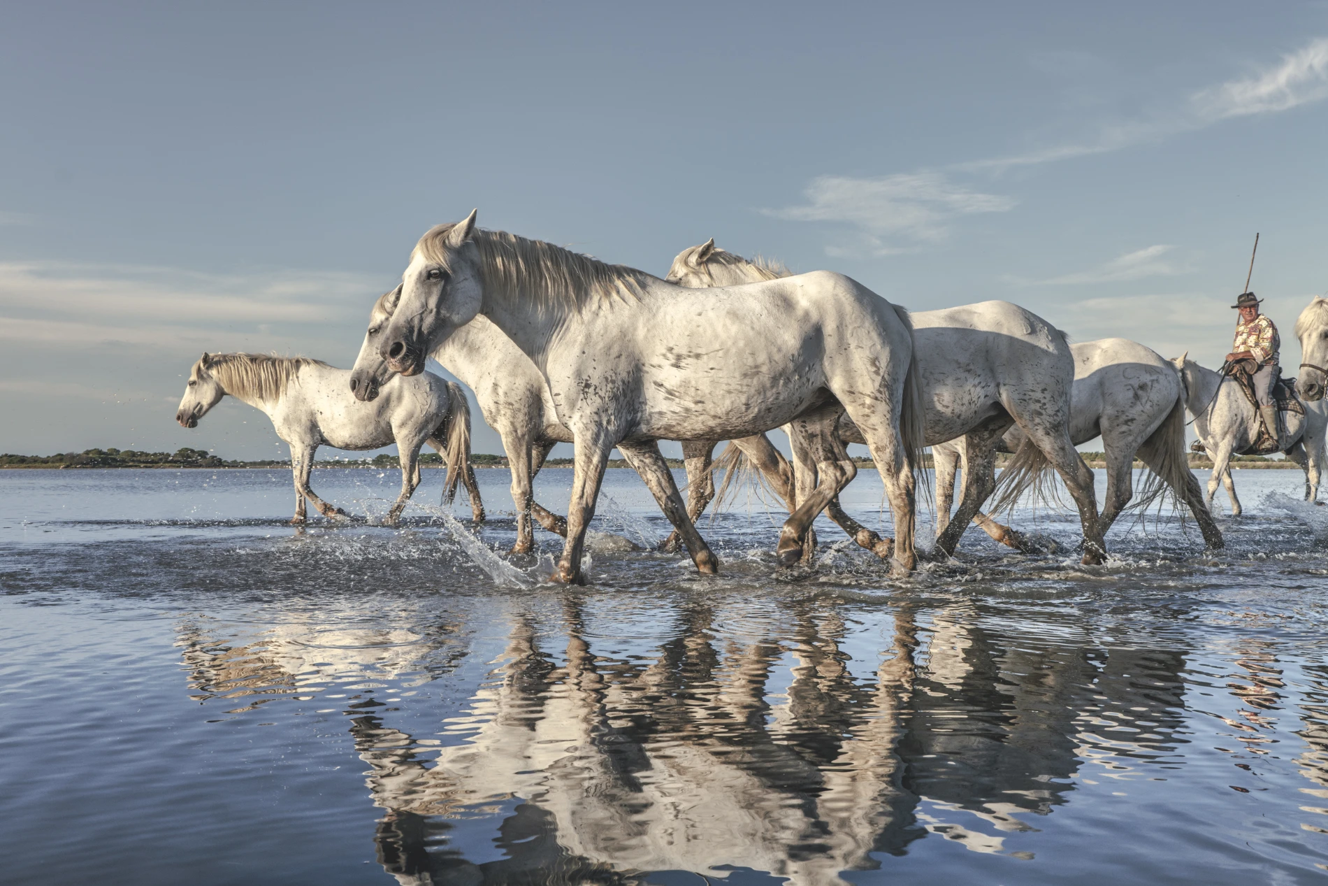 Reflets. Camargue – Image 3