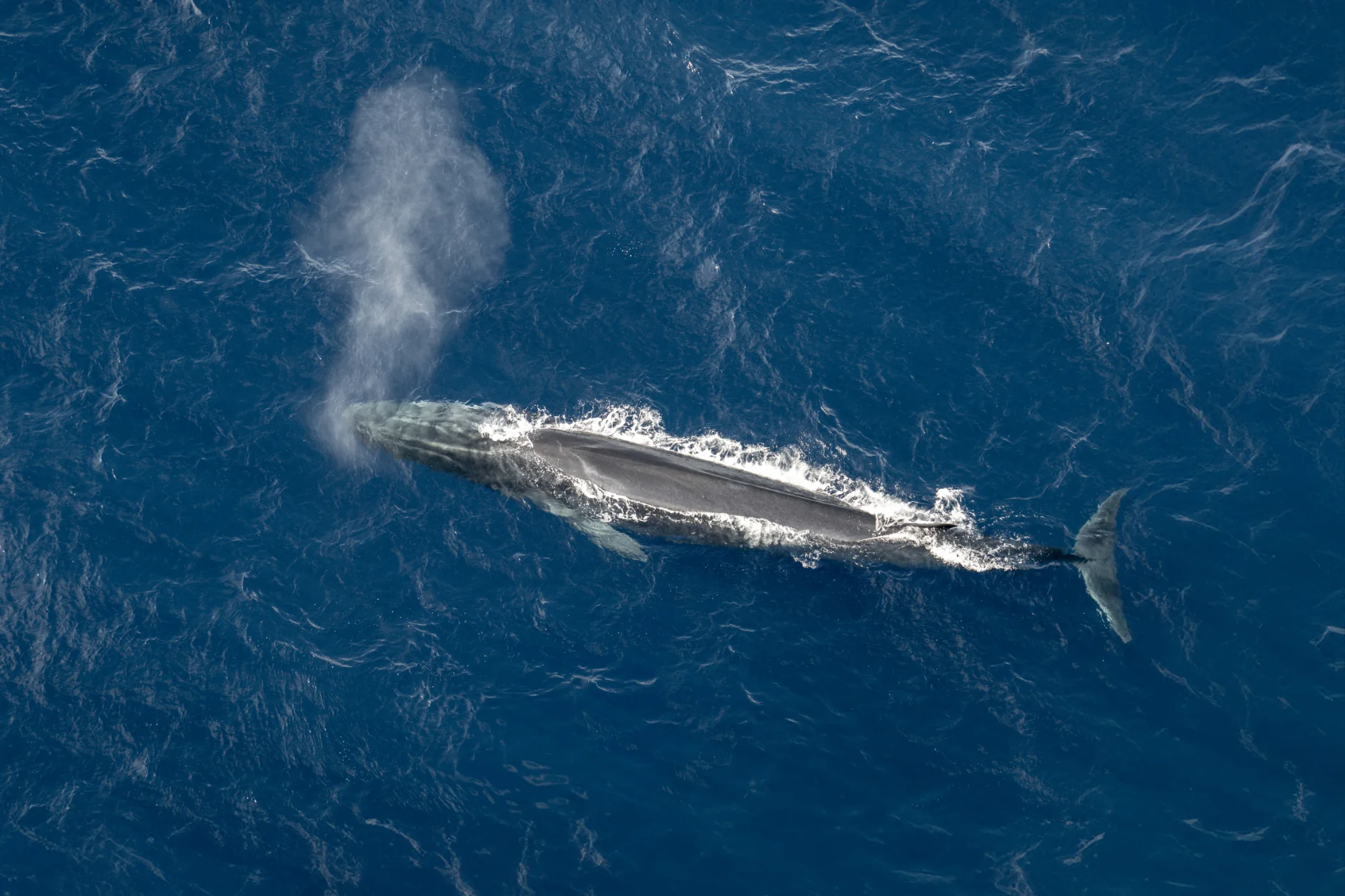 Rorqual commun. Méditerranée – Image 3