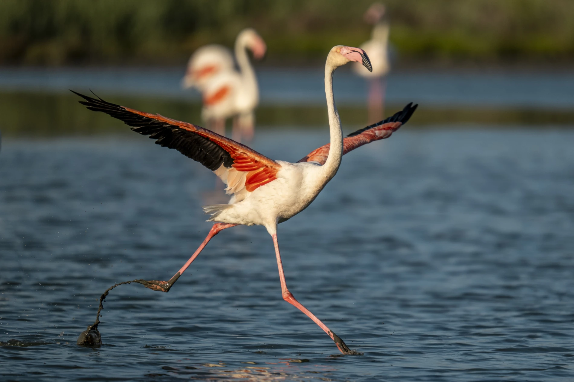 l'Envol. Flamants roses. Camargue. France – Image 3