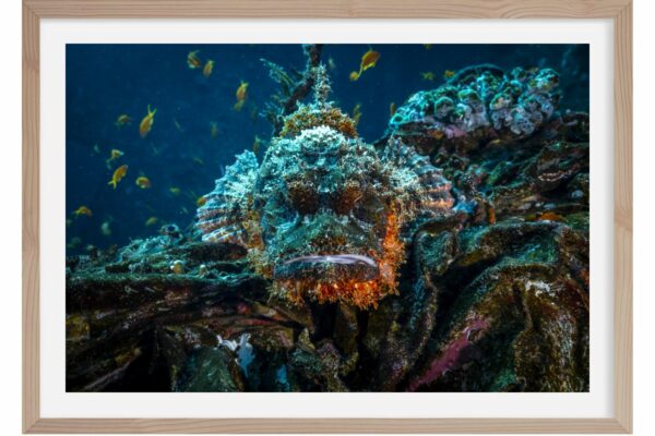 Rocky balboa de la Mer Rouge. Egypte