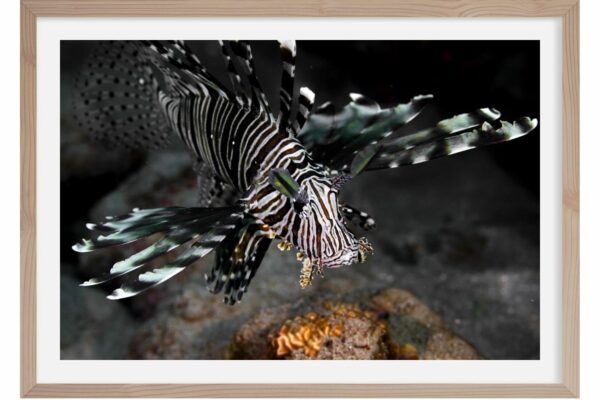 Poisson Lion. Marsa Alam. Egypte