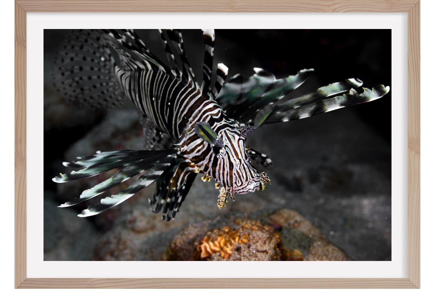 Poisson Lion. Marsa Alam. Egypte