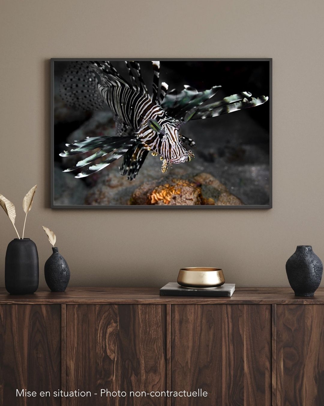 Poisson Lion. Marsa Alam. Egypte – Image 2