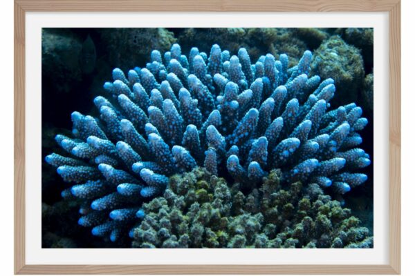 Corail phosphorescent. Egypte