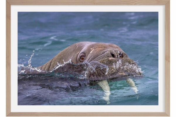 La morse attitude. Spitzberg