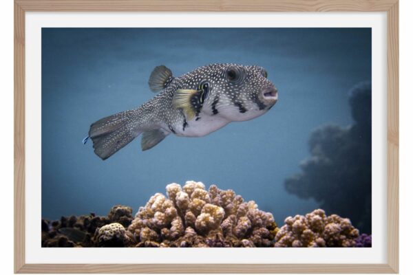 Poisson ballon. Marsa Alam. Egypte