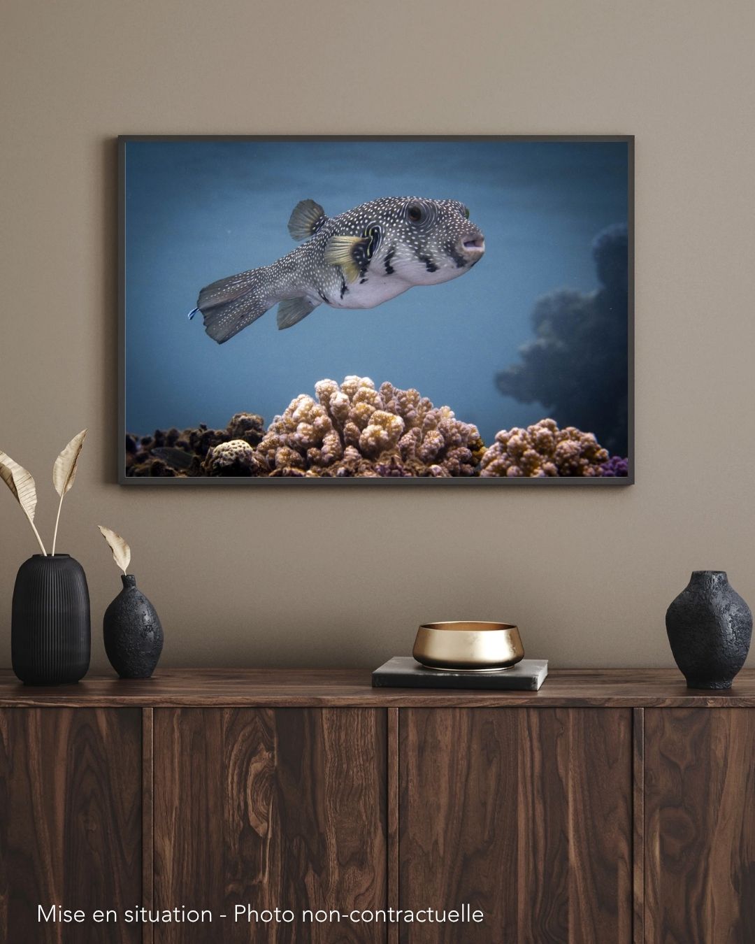 Poisson ballon. Marsa Alam. Egypte – Image 2