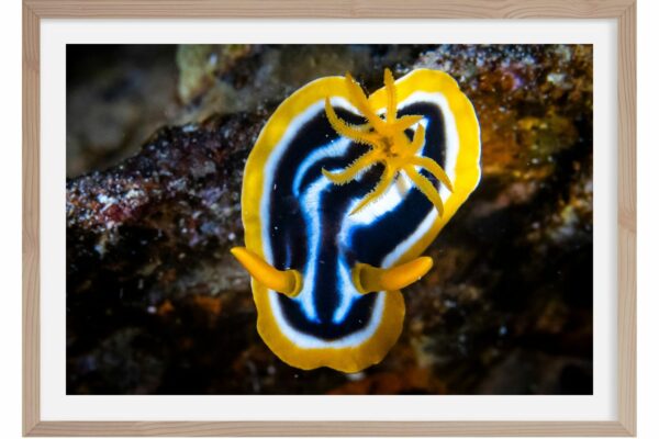 Nudibranche. Egypte