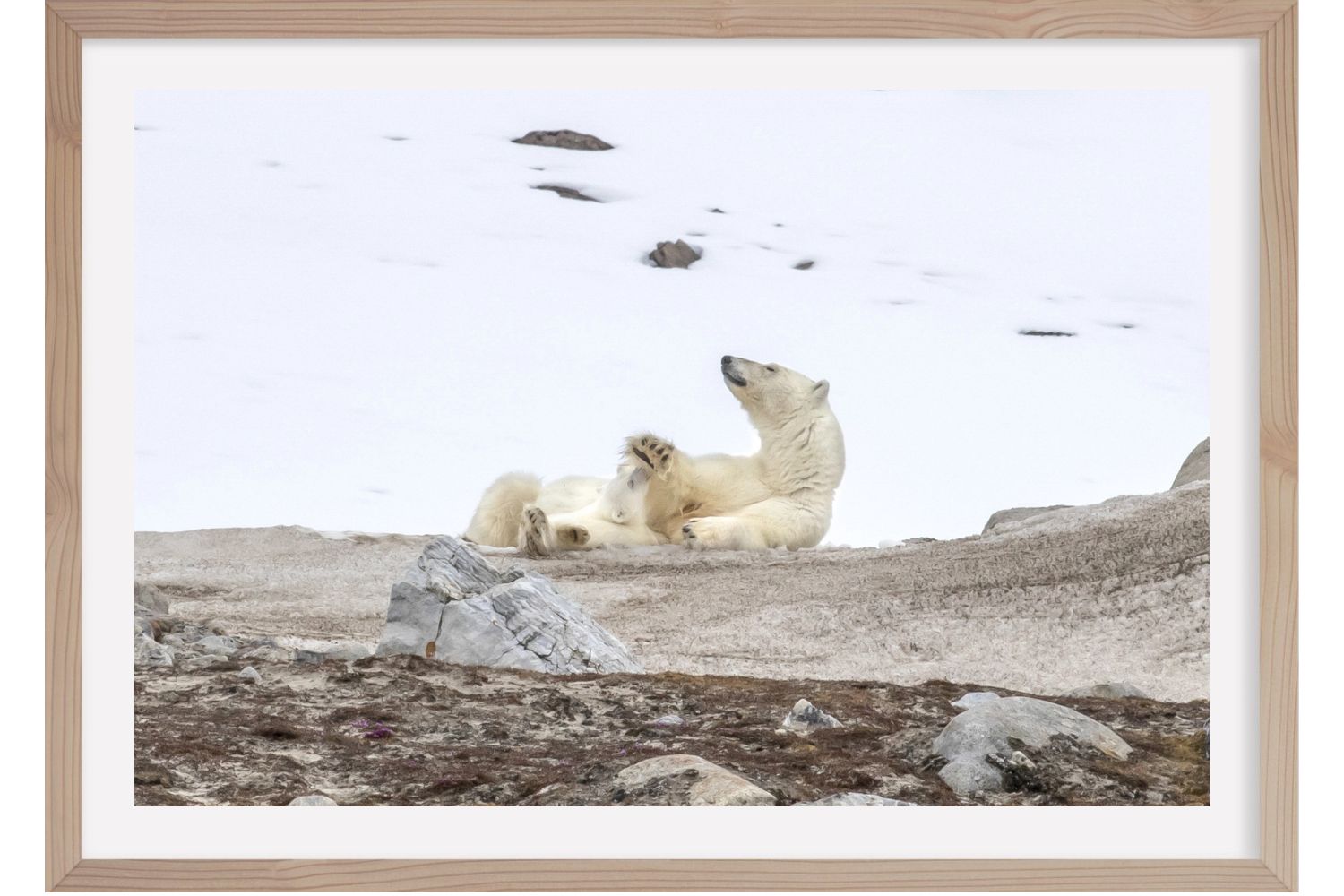 L'insouciance. Maman ours. Spitzberg
