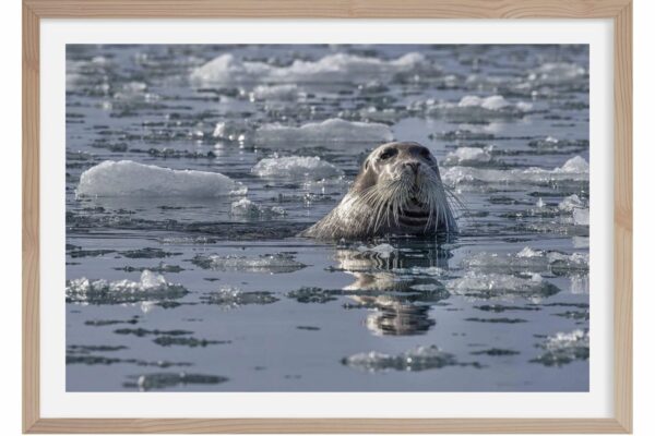 le colonel Moutarde. phoque. Spitzberg