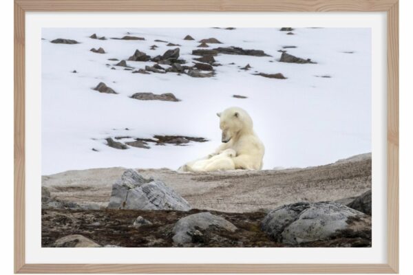 Tendresse. Ours polaire. Spitzberg
