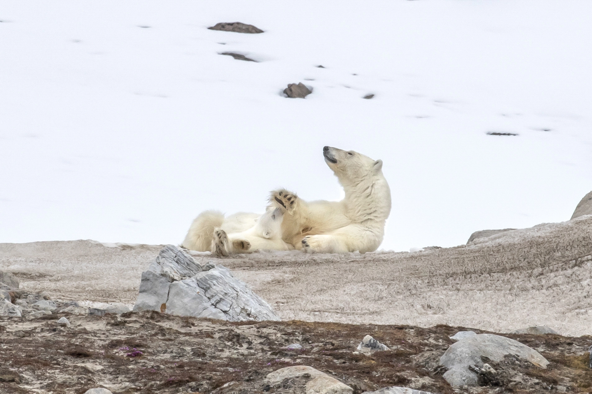 L'insouciance. Maman ours. Spitzberg – Image 3