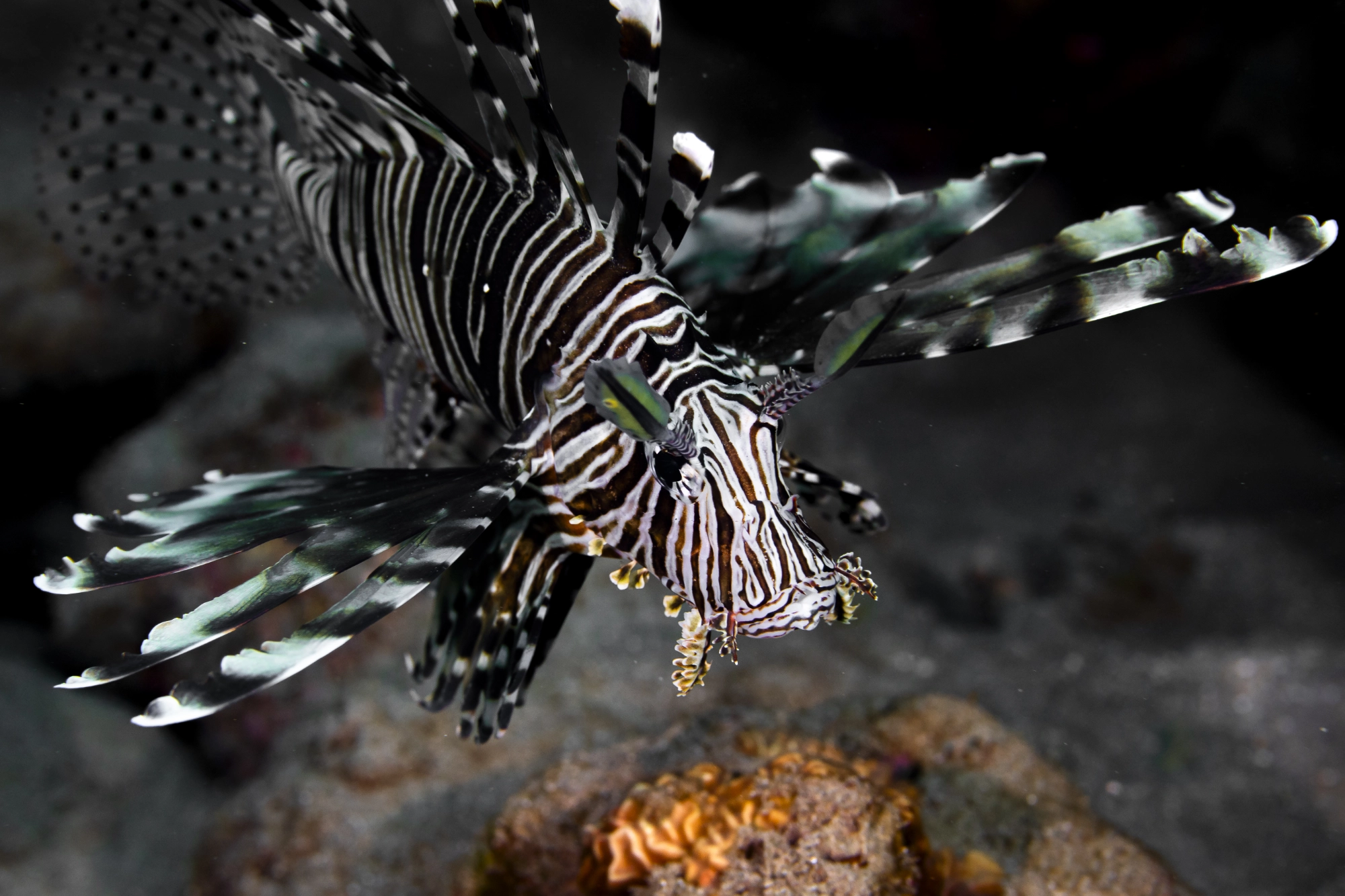 Poisson Lion. Marsa Alam. Egypte – Image 3