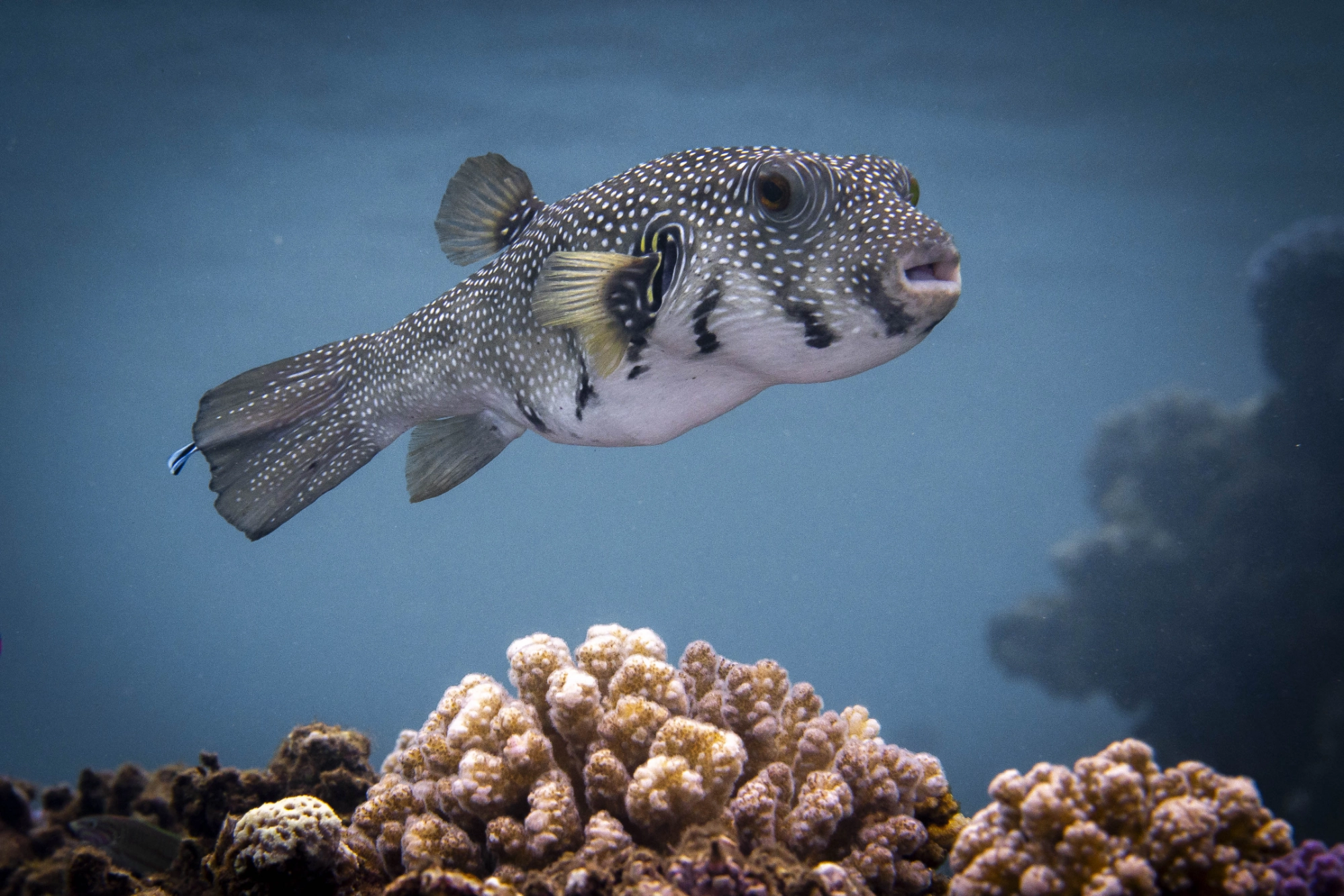 Poisson ballon. Marsa Alam. Egypte – Image 3